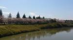 Sakurapic